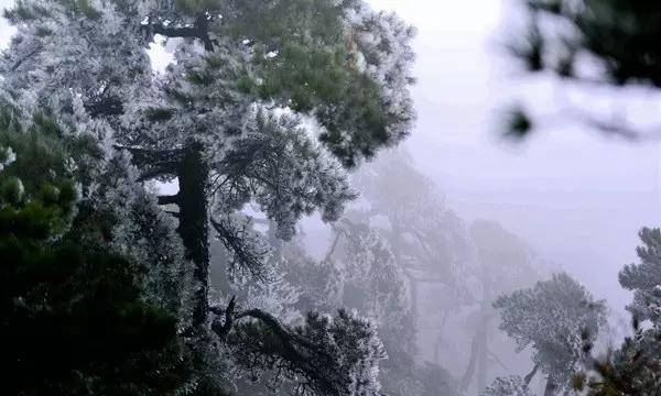 小锯鳄卡丁车竞赛
